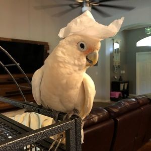 Meet your Posher, Brittany